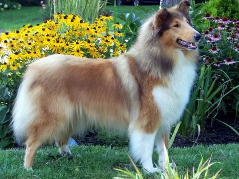 Avery, Bogart’s extended family (Crystal’s daughter, Calvin’s littermate)