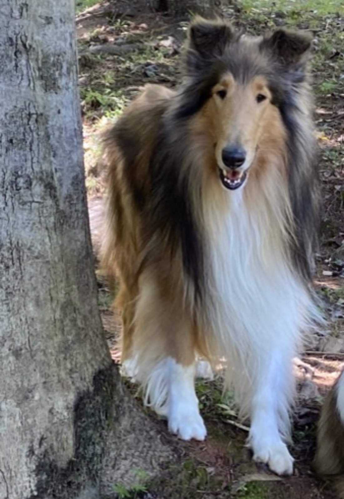 Bogart