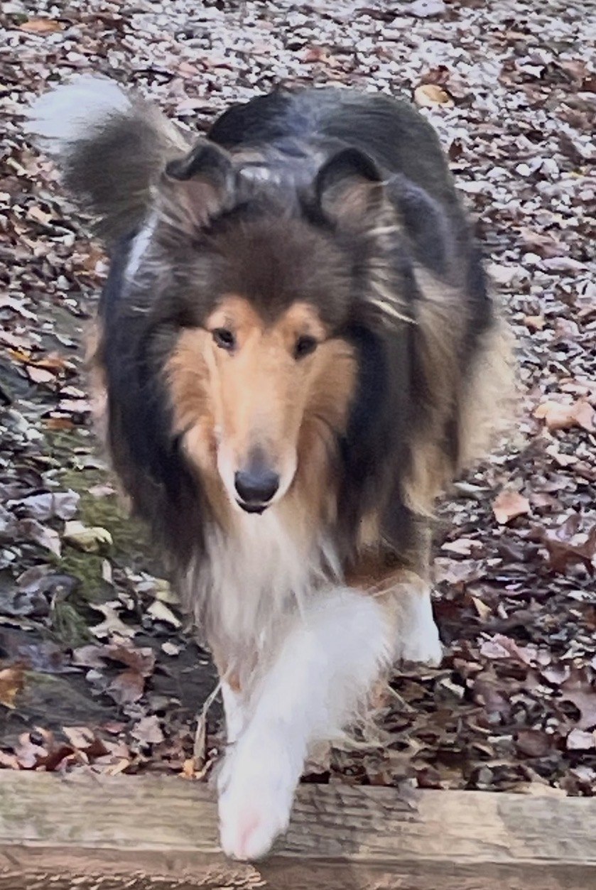 Ciara, Bogart’s littermate