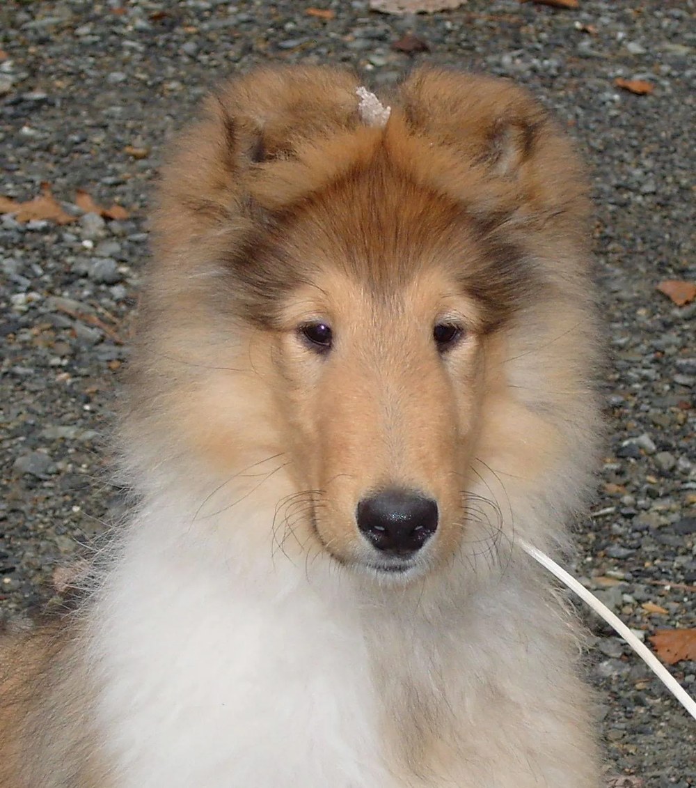 Comex, Bogart’s great-uncle (a Lenox x Lexi puppy, Chyna’s littermate)