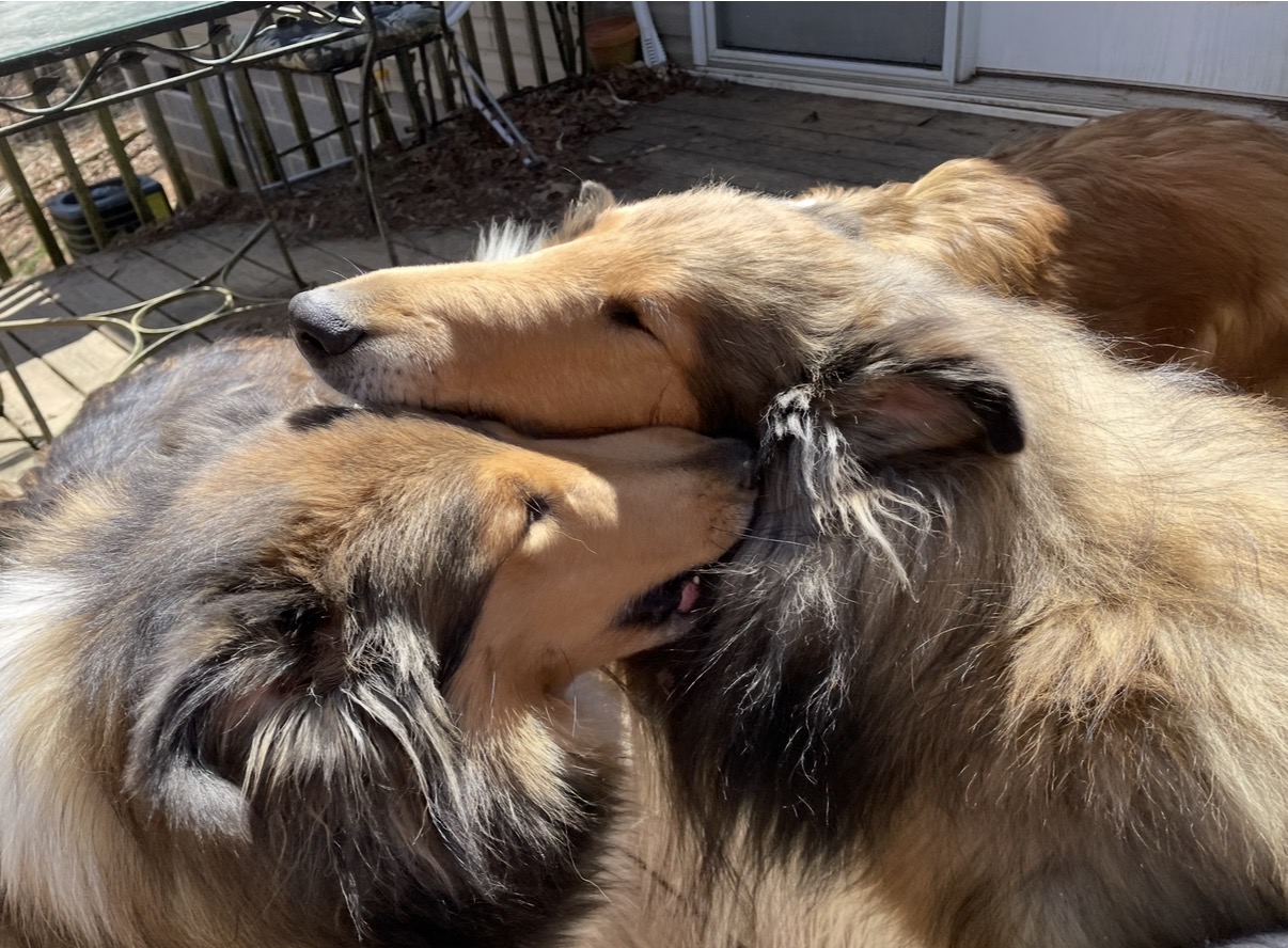 Bogart and Ciara playing together