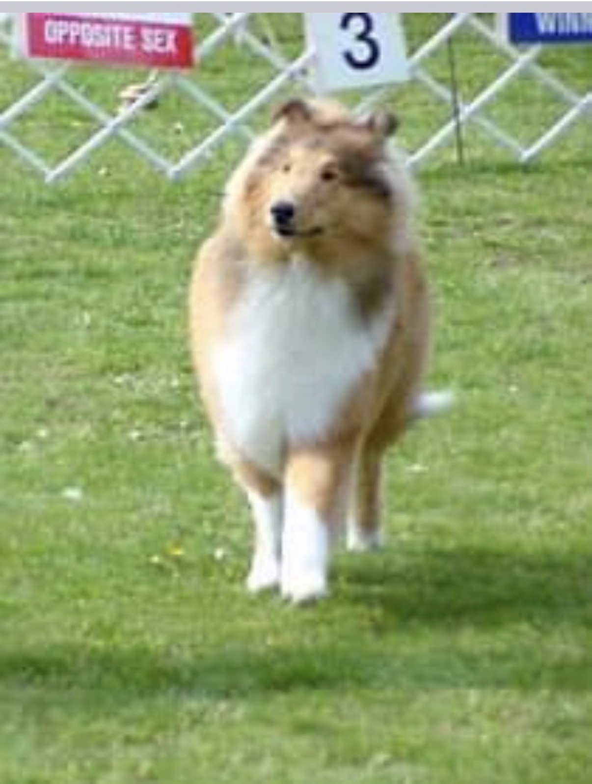 Lenox at his first show