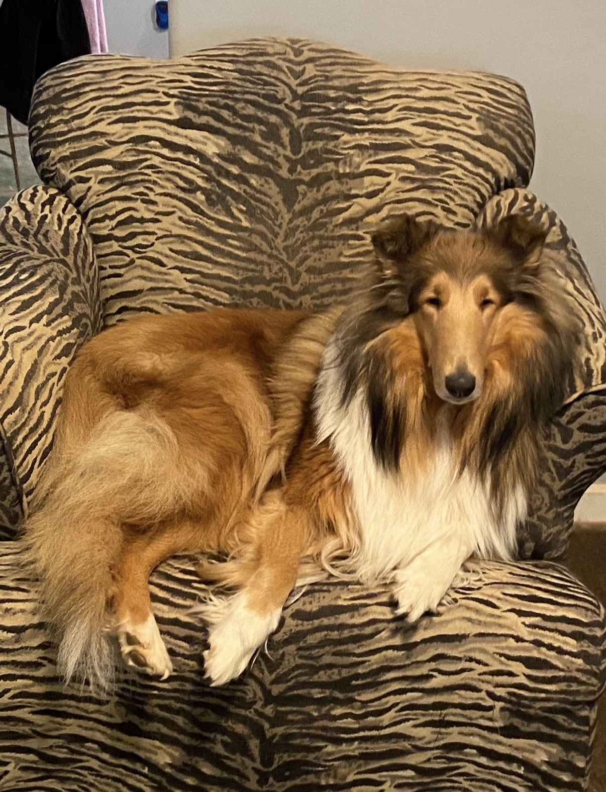 Paris lounging in her animal-print chair in Jill’s office