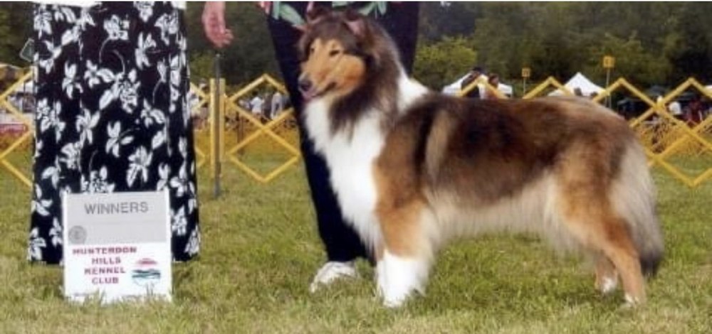 Crystal at a dog show