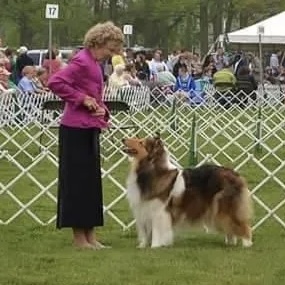Lexi at a dog show