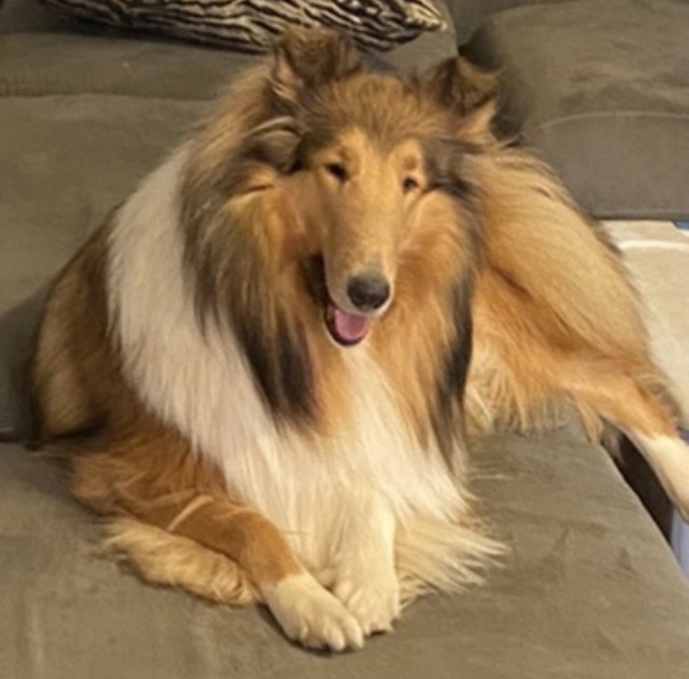 Paris, Bogart’s littermate