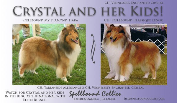 Crystal and her kids: Spellbound My Diamond Tiara and Ch. Spellbound Classique Lenox