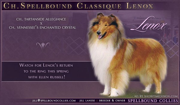 Ch. Spellbound Classique Lenox returning to the ring