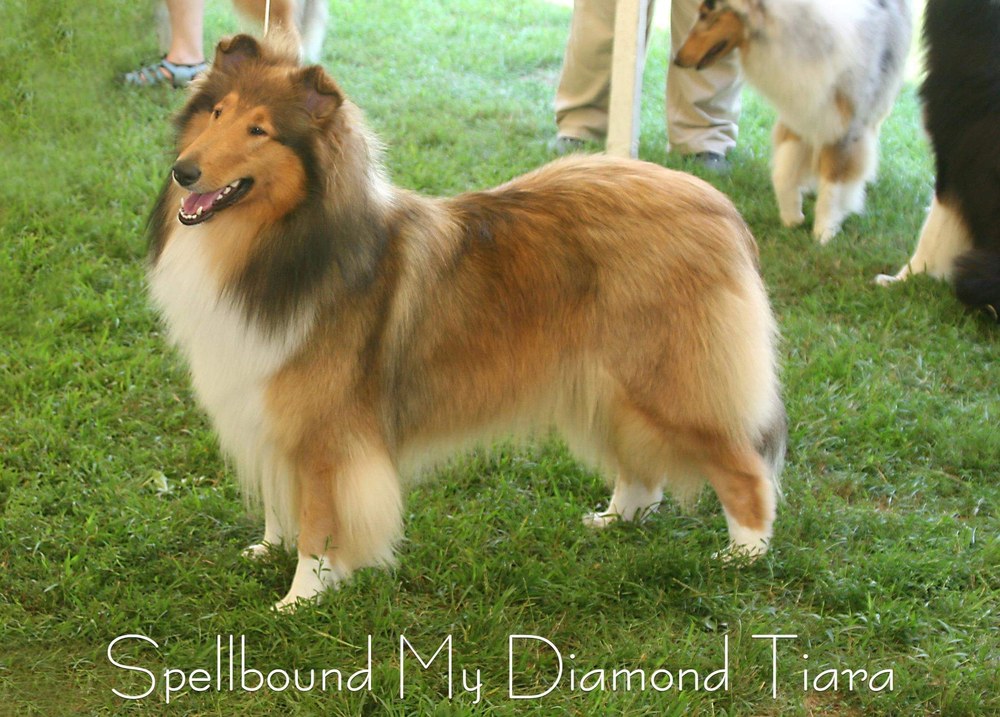Spellbound My Diamond Tiara at a dog show