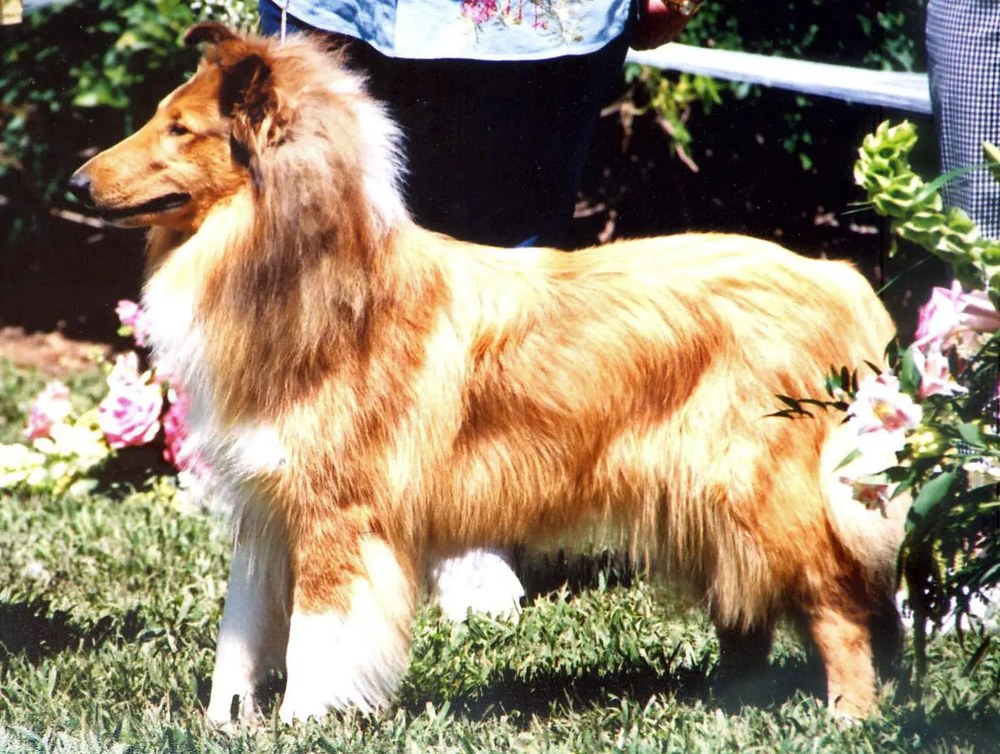 Tiffany, Bogart’s great-aunt (Lenox’s littermate)